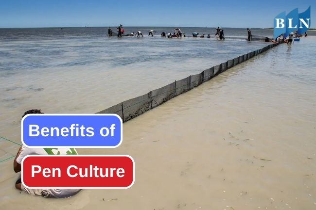 8 Benefits of Pen Culture as a Fish Farming Methods